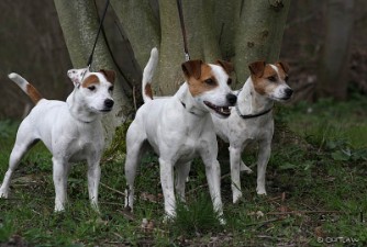 Outlaw Gremlin mit ihren Kindern Ottfried und Emmylou